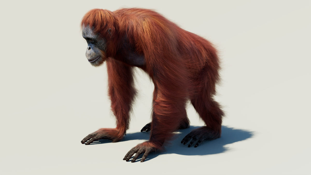 Rigged orangutan 3D model with realistic groomed hair and fur