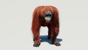 Rigged orangutan 3D model with realistic groomed hair and fur Thumbnail