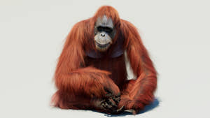 Rigged orangutan 3D model with realistic groomed hair and fur Thumbnail