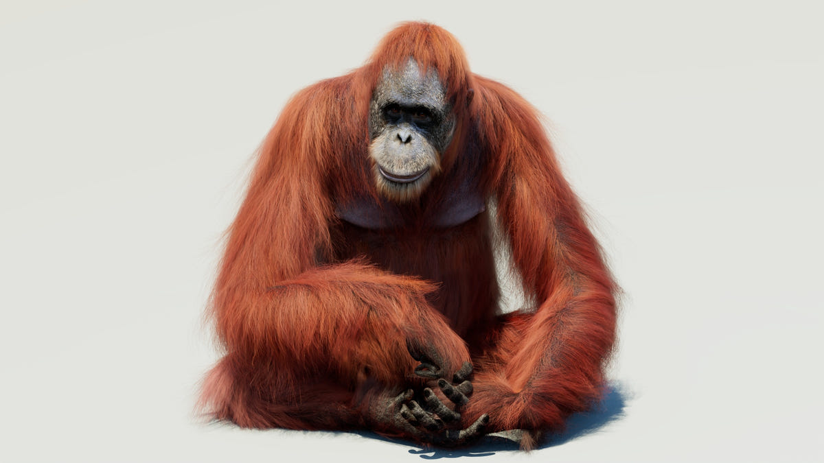 Rigged orangutan 3D model with realistic groomed hair and fur