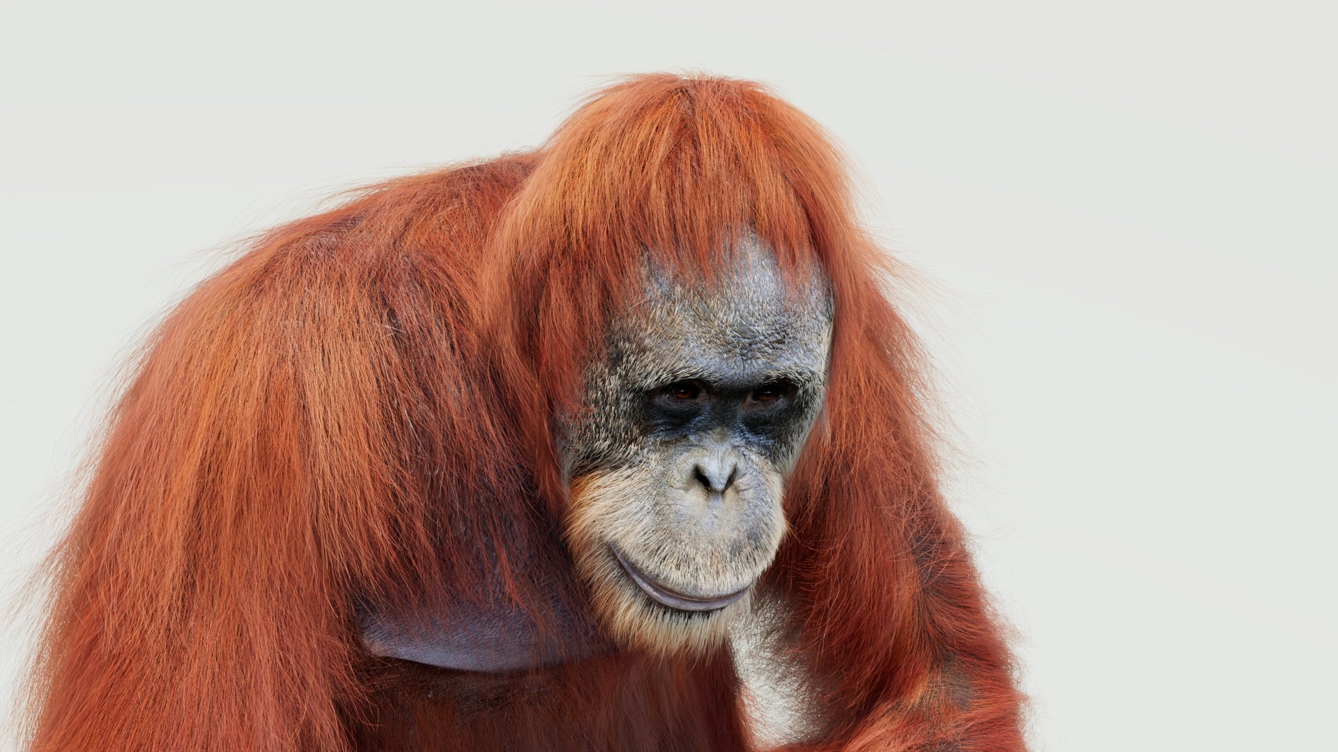 Rigged orangutan 3D model with realistic groomed hair and fur