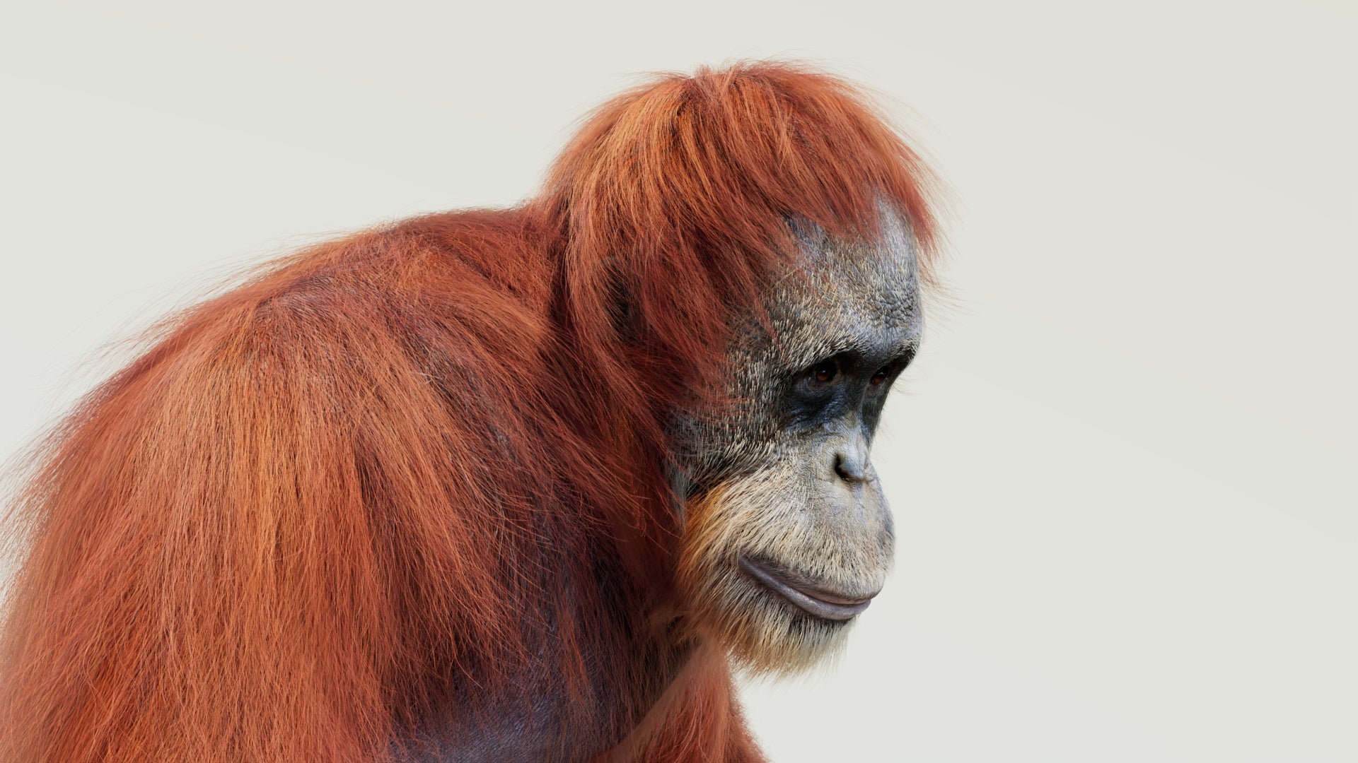 Rigged orangutan 3D model with realistic groomed hair and fur