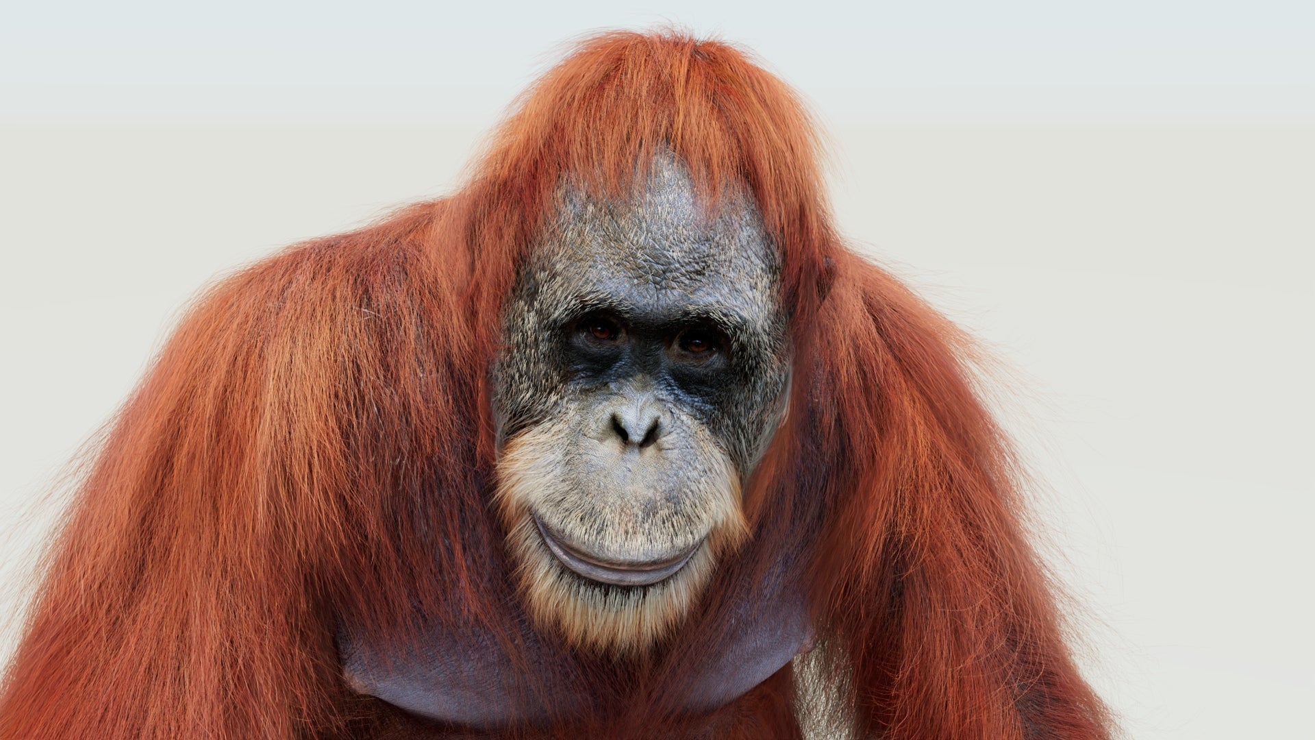 Close-up of an orangutan 3D Model with rigging