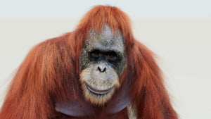 Close-up of an orangutan 3D Model with rigging Thumbnail