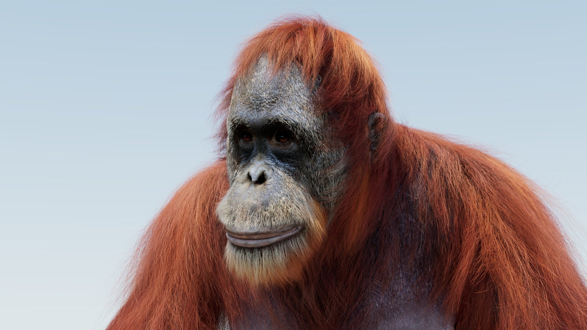 Rigged oranguran 3d model head close up rendering