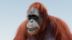 Rigged oranguran 3d model head close up rendering Thumbnail