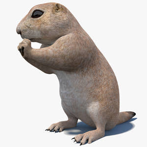 Rigged Prairie Dog 3D Model Thumbnail