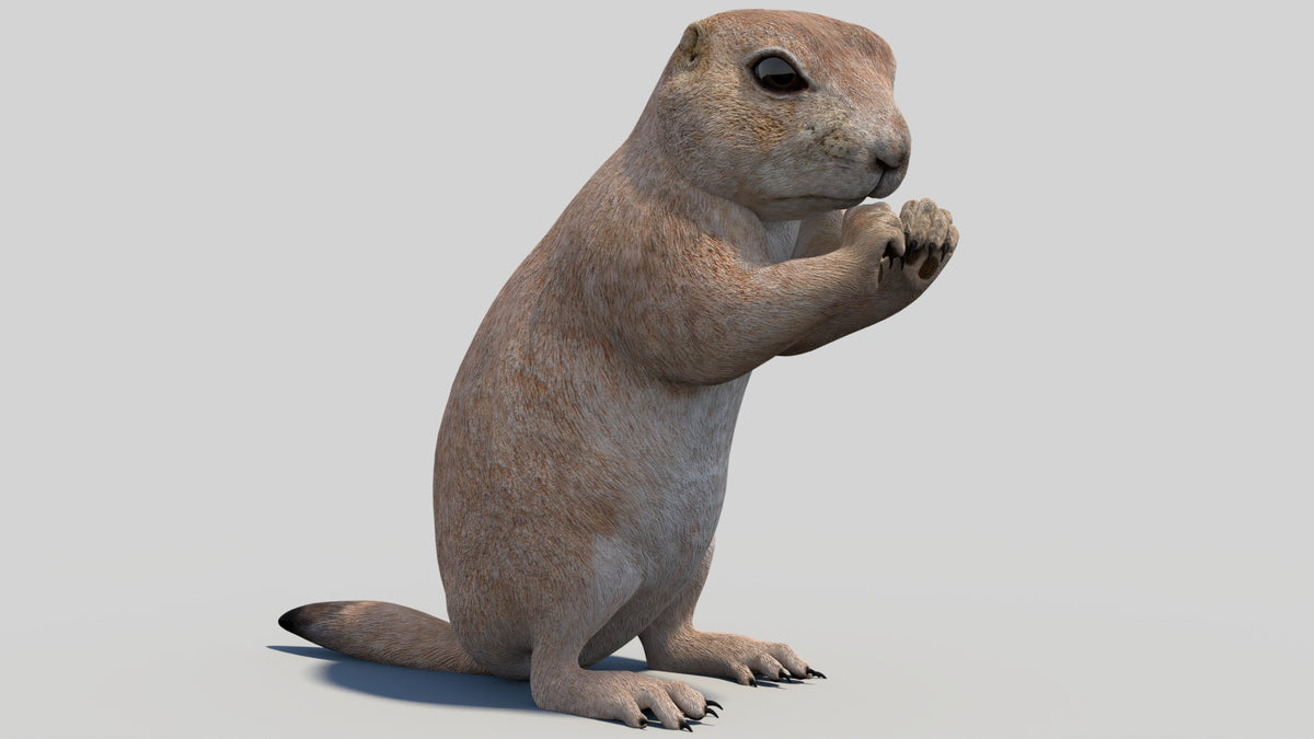 Rigged Prairie Dog 3D Model