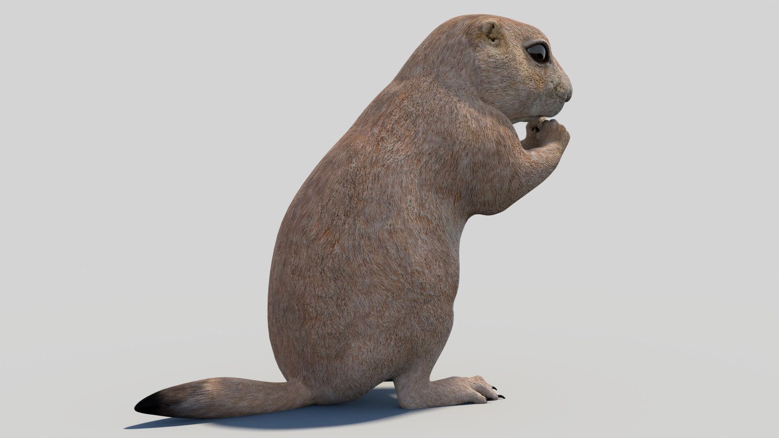 Rigged Prairie Dog 3D Model