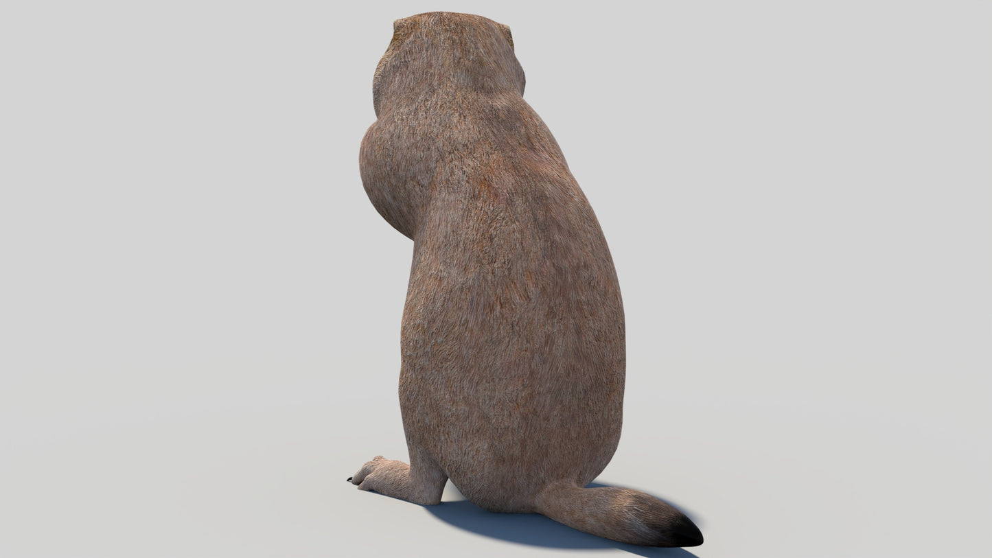 Animated Prairie Dog 3D Model