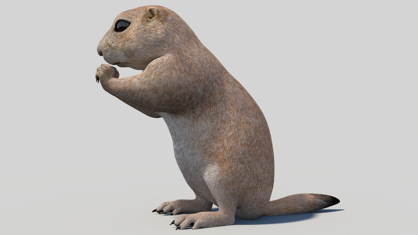 Animated Prairie Dog 3D Model