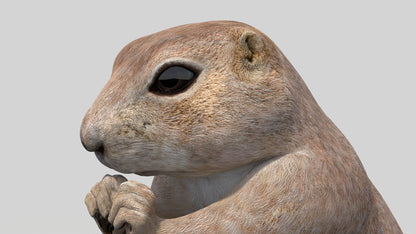 Animated Prairie Dog 3D Model