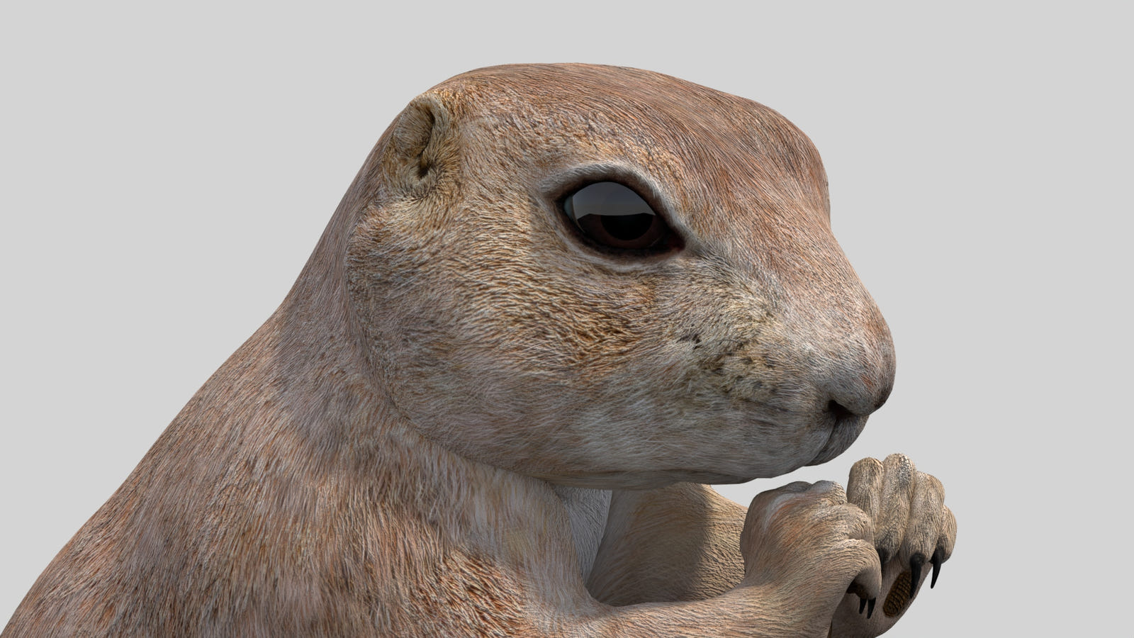 Rigged Prairie Dog 3D Model