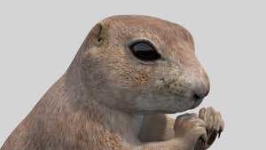 조작된 프레리도그 3D 모델 Thumbnail