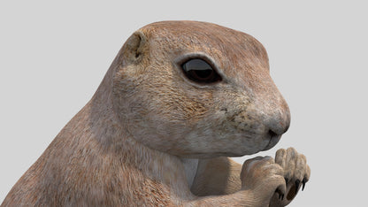 Animated Prairie Dog 3D Model