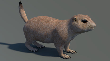 Animated Prairie Dog 3D Model