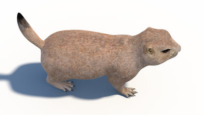 Animated Prairie Dog 3D Model