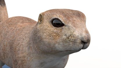 Animated Prairie Dog 3D Model