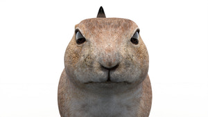 Animated Prairie Dog 3D Model Thumbnail