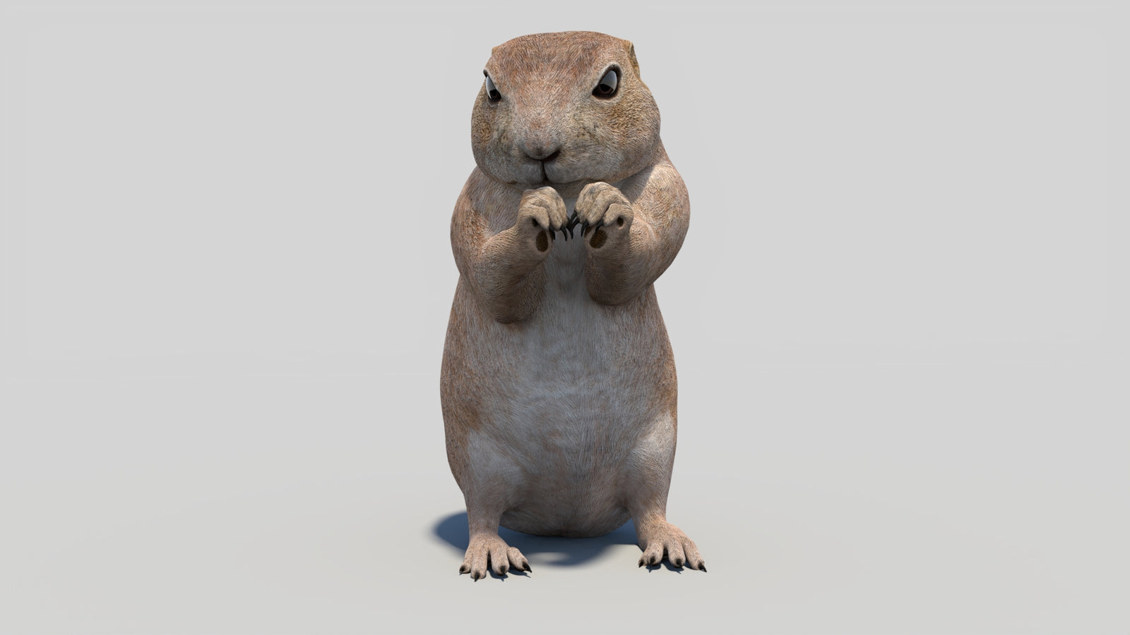 Animated Prairie Dog 3D Model 360° view 2 frame 4
