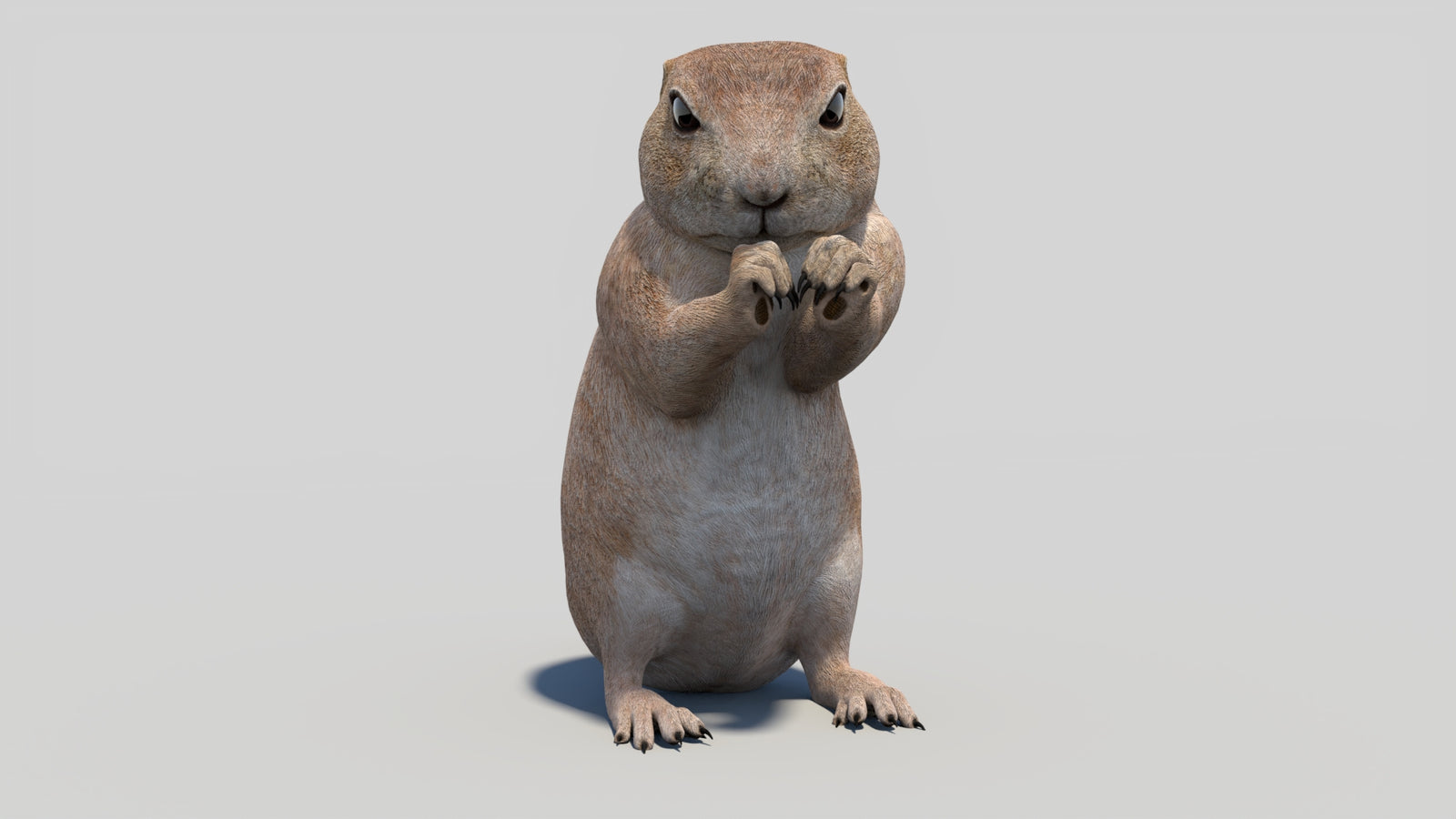 Animated Prairie Dog 3D Model 360° view 2 frame 5