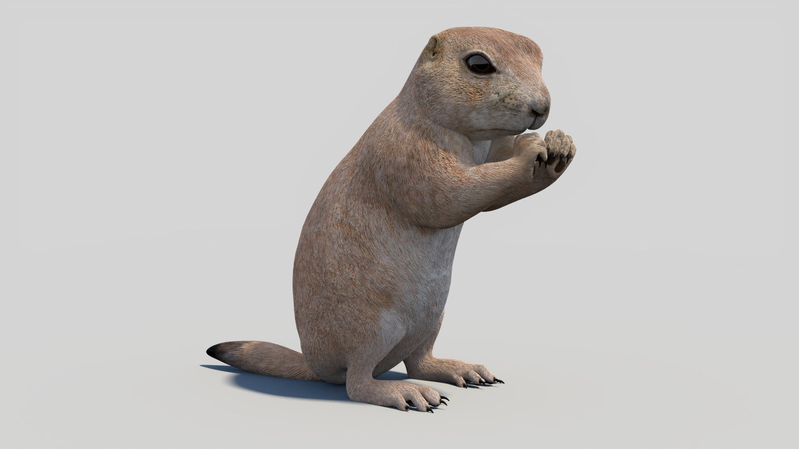 Animated Prairie Dog 3D Model 360° view 2 frame 9