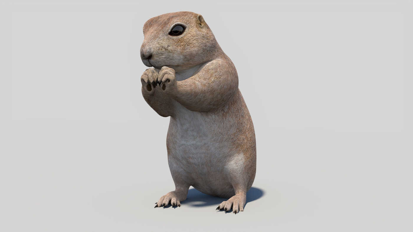 Rigged Prairie Dog 3D Model - 360 Degree View