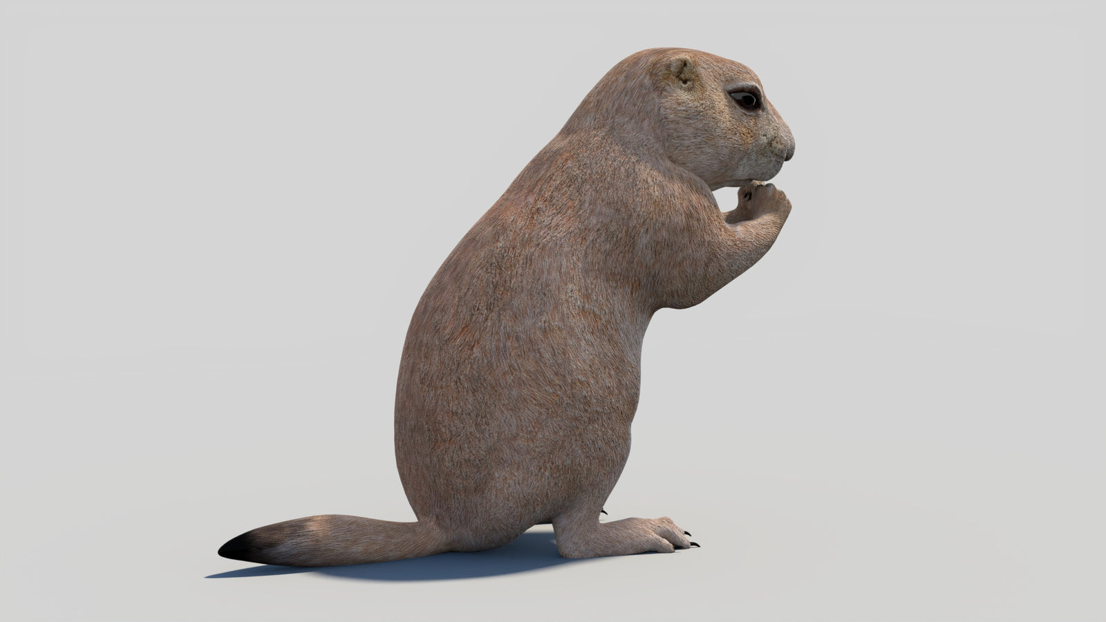 Animated Prairie Dog 3D Model 360° view 2 frame 15