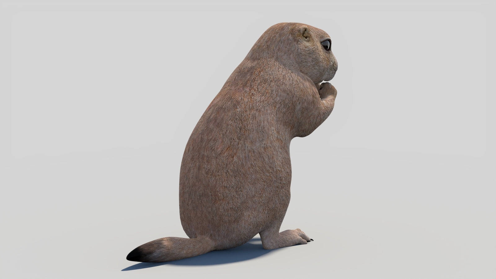 Animated Prairie Dog 3D Model 360° view 2 frame 17