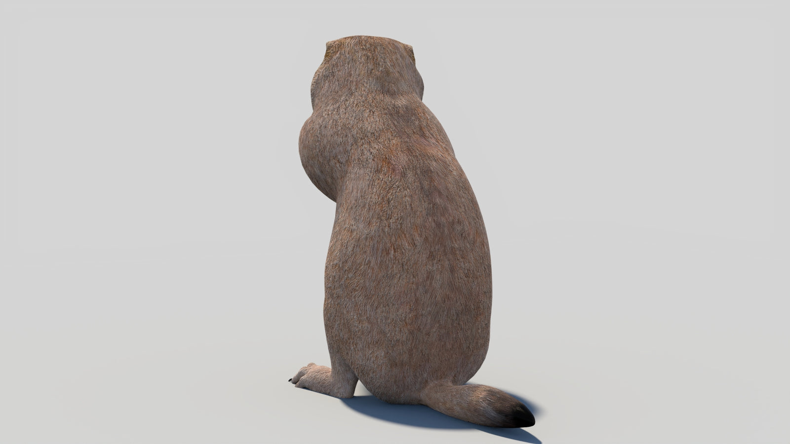 Animated Prairie Dog 3D Model 360° view 2 frame 24