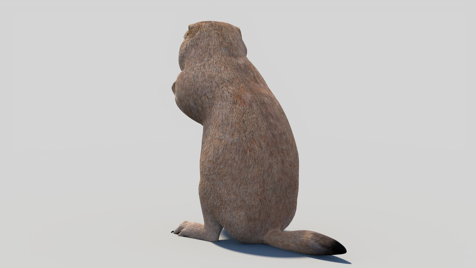 Animated Prairie Dog 3D Model 360° view 2 frame 25