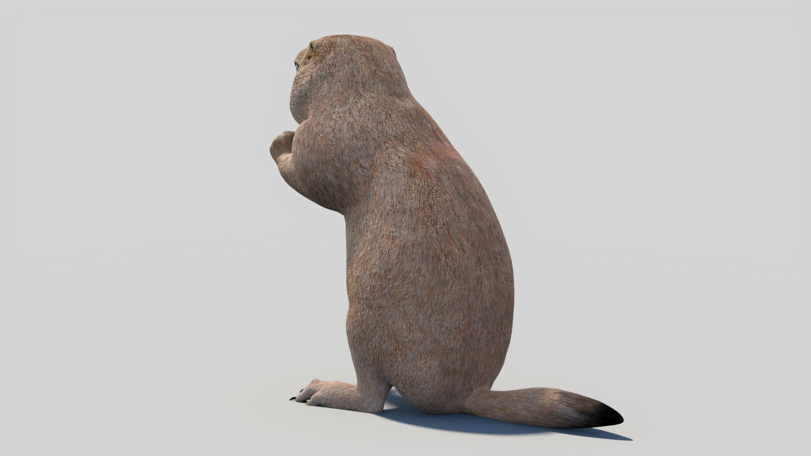 Animated Prairie Dog 3D Model 360° view 2 frame 26