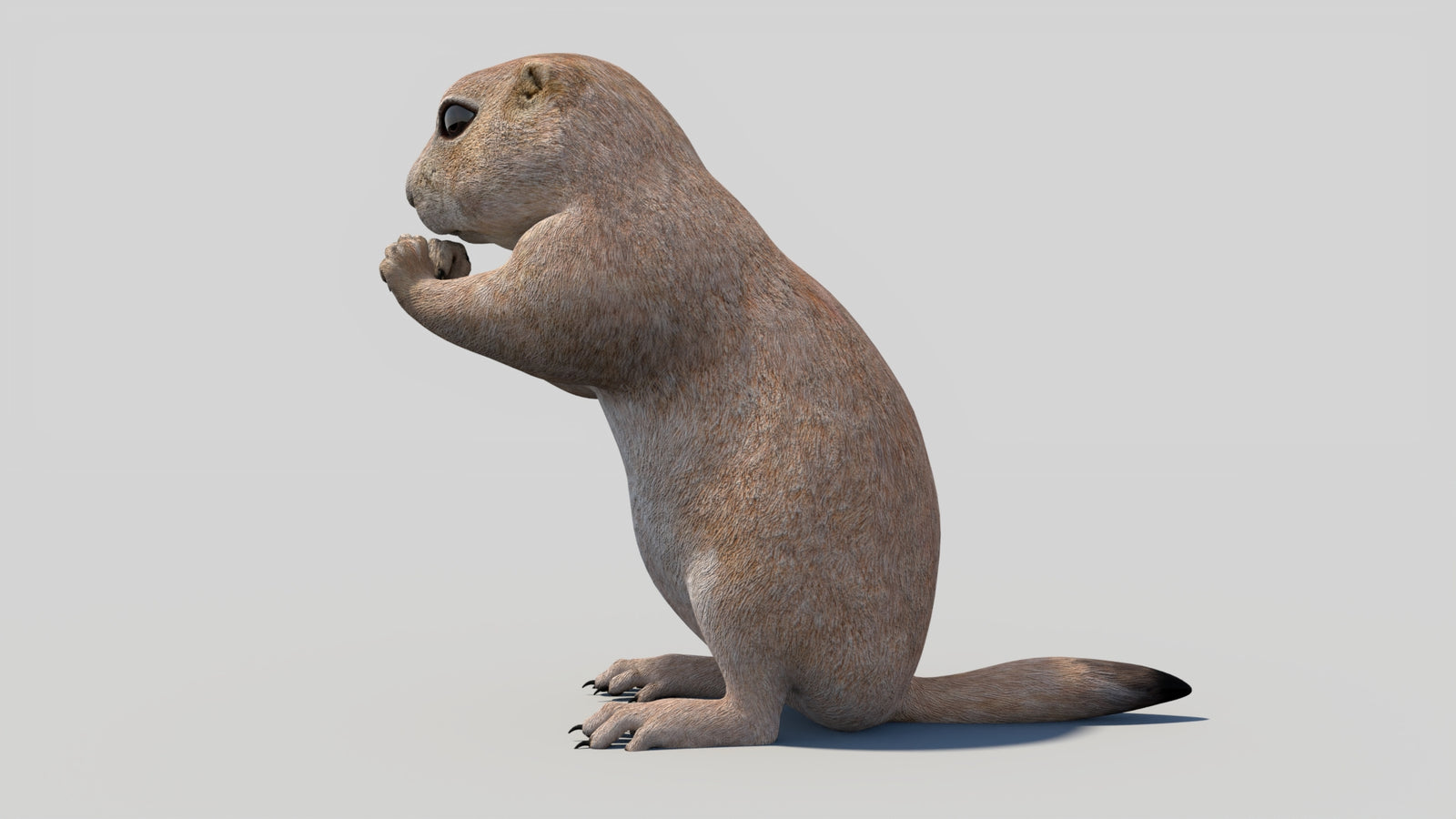 Animated Prairie Dog 3D Model 360° view 2 frame 30