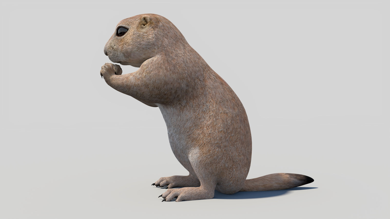 Animated Prairie Dog 3D Model 360° view 2 frame 31