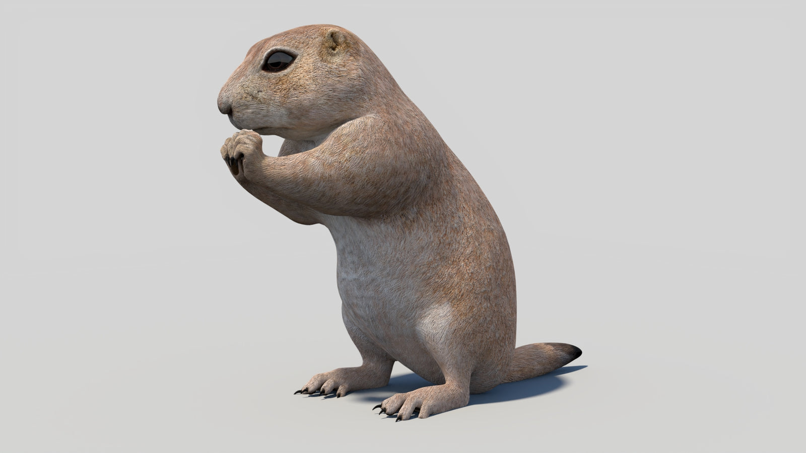 Animated Prairie Dog 3D Model 360° view 2 frame 34