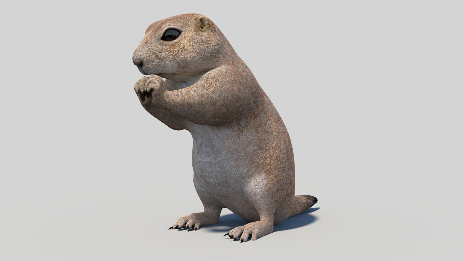 Animated Prairie Dog 3D Model 360° view 2 frame 35