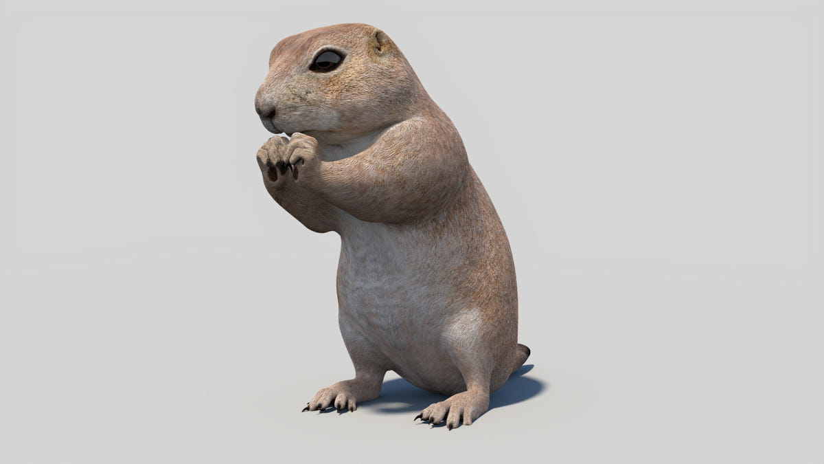 Animated Prairie Dog 3D Model - 360 Degree View