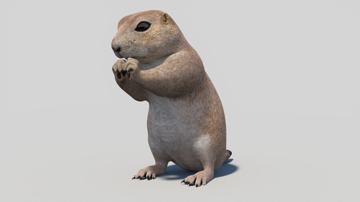 Animated Prairie Dog 3D Model - 360 Degree View