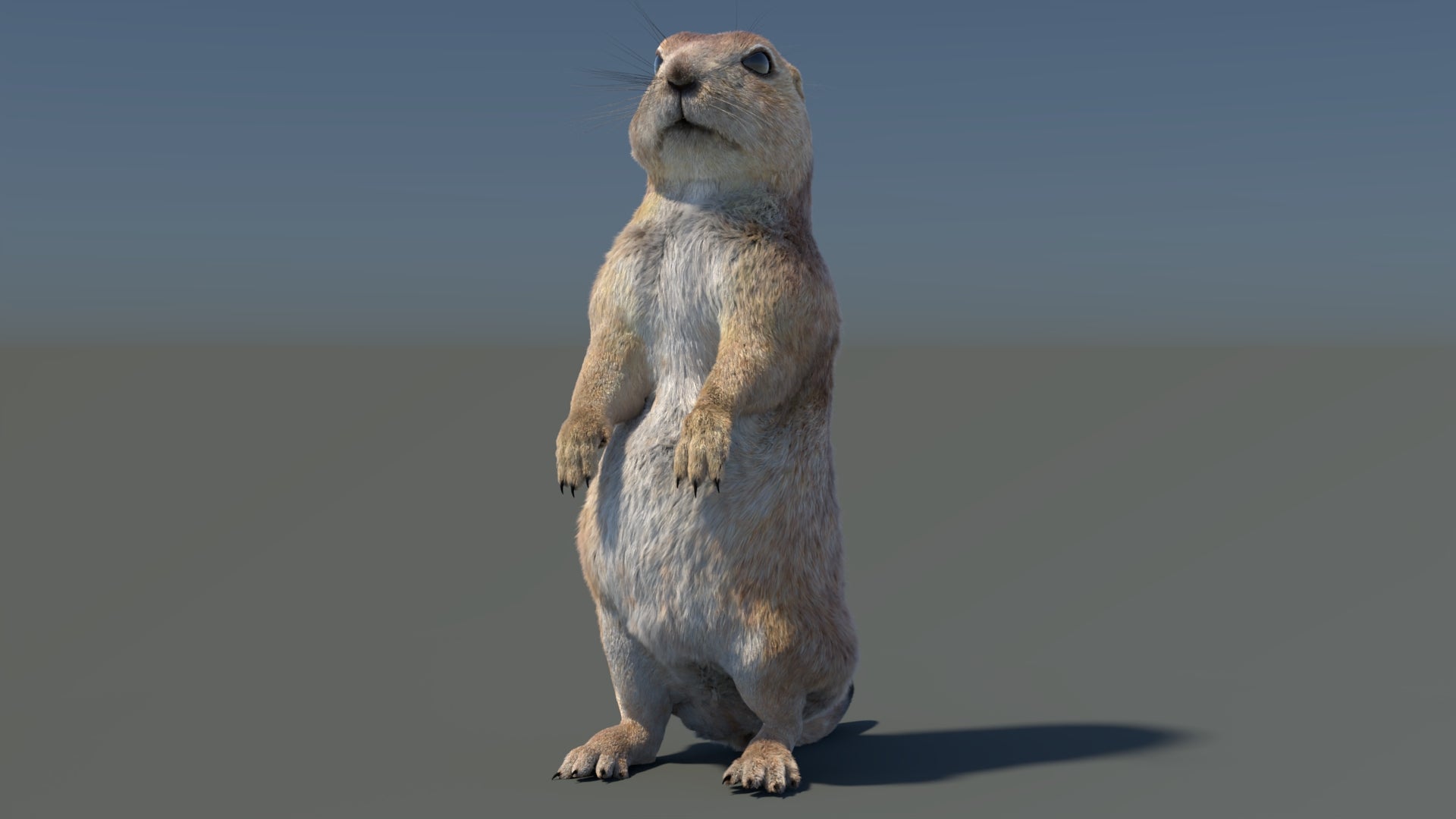 Rigged Prairie Dog 3D Model Fur - 360 Degree View