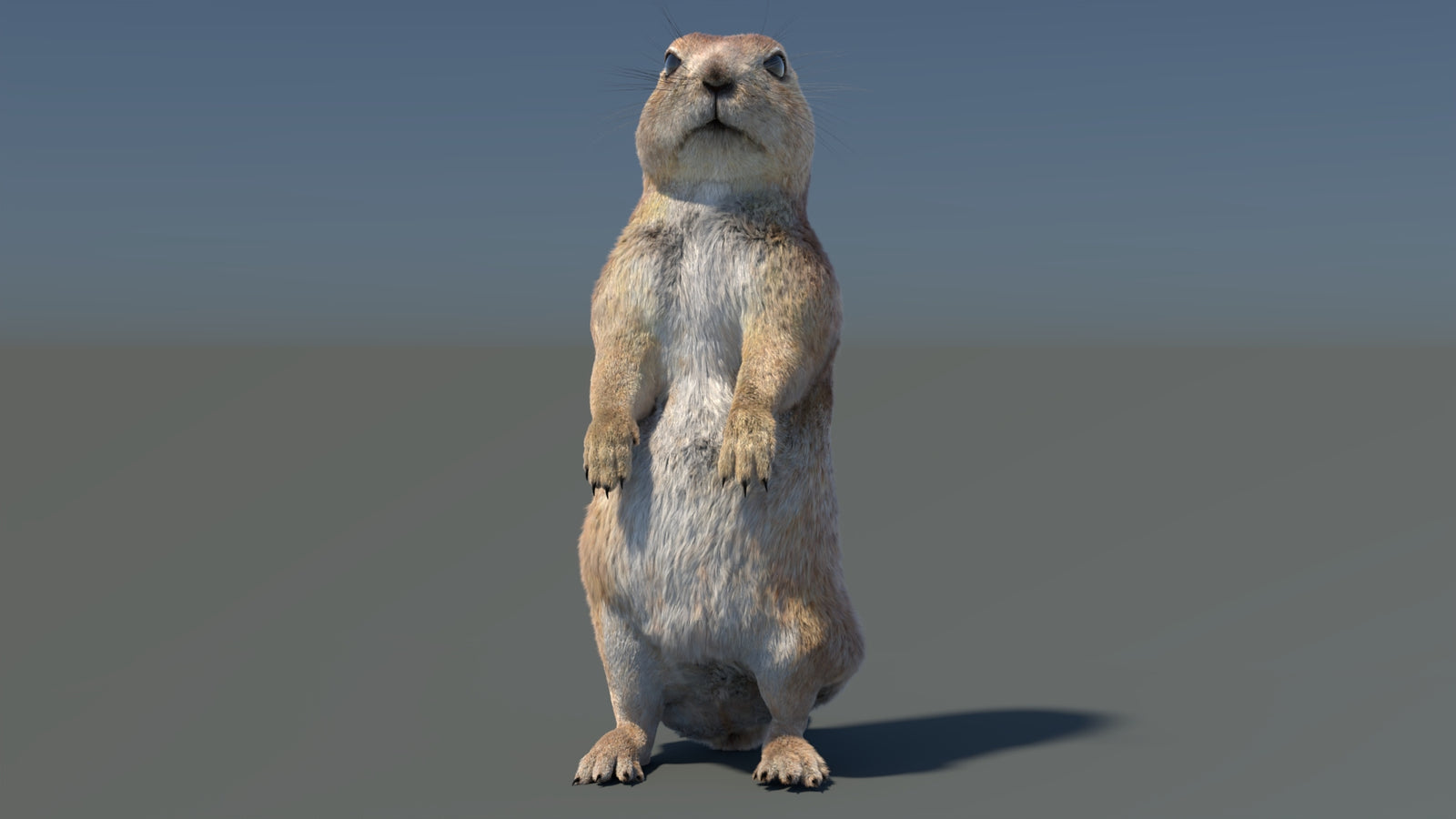 Rigged Prairie Dog 3D Model Fur 360° view 3 frame 5