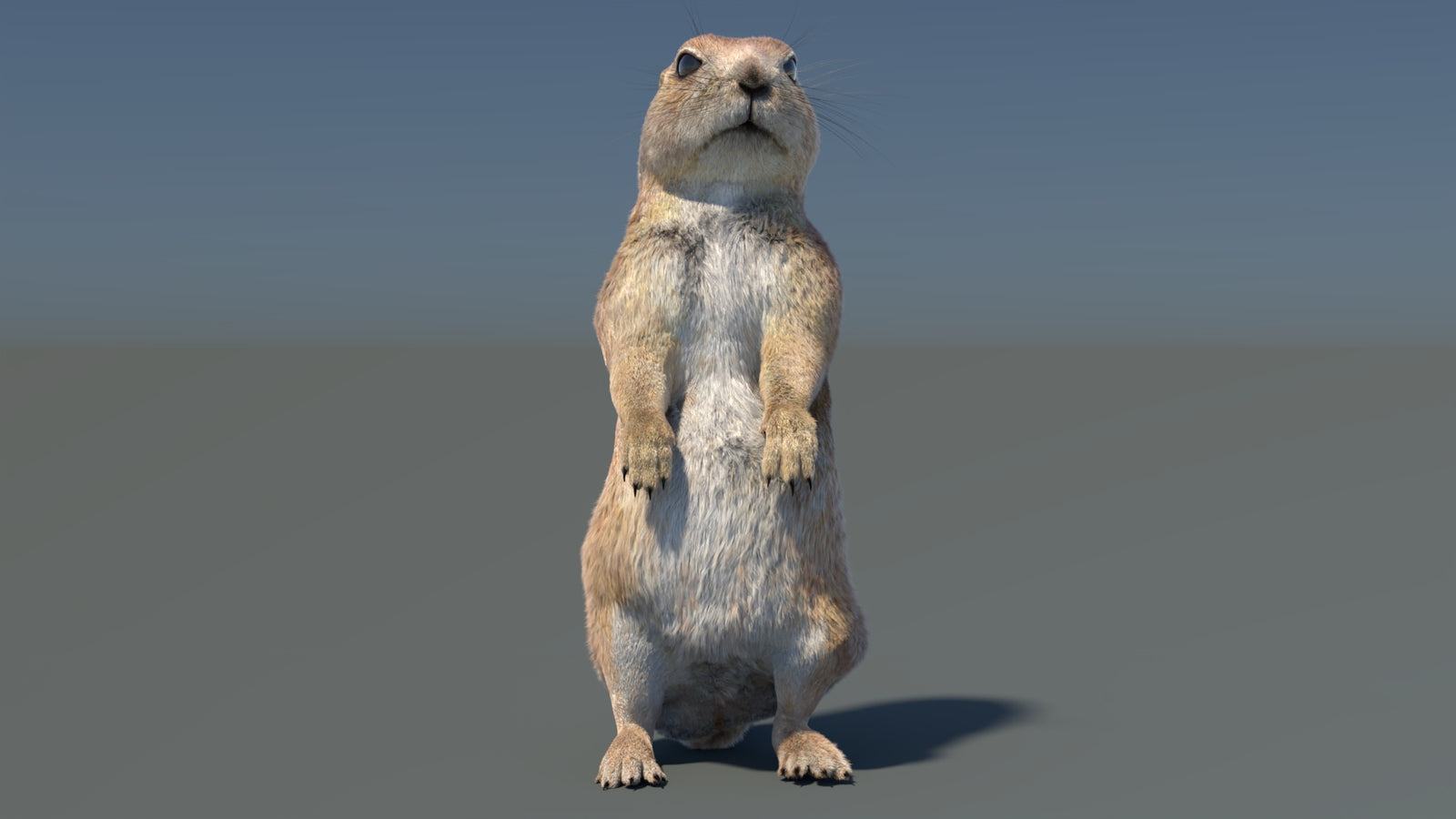 Rigged Prairie Dog 3D Model Fur 360° view 3 frame 9