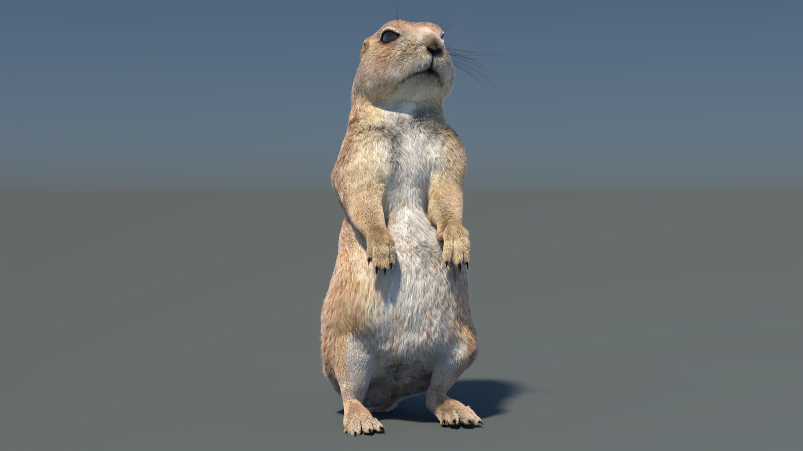 Rigged Prairie Dog 3D Model Fur 360° view 3 frame 13