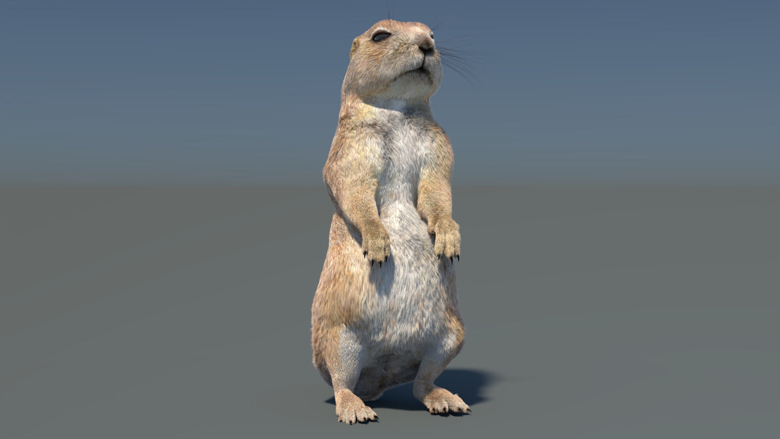Rigged Prairie Dog 3D Model Fur 360° view 3 frame 14