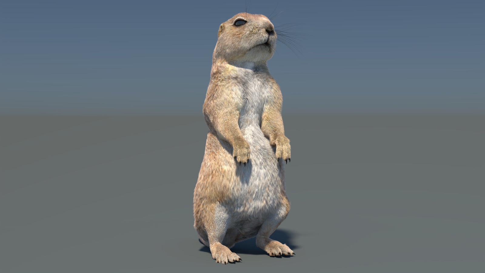 Rigged Prairie Dog 3D Model Fur 360° view 3 frame 16