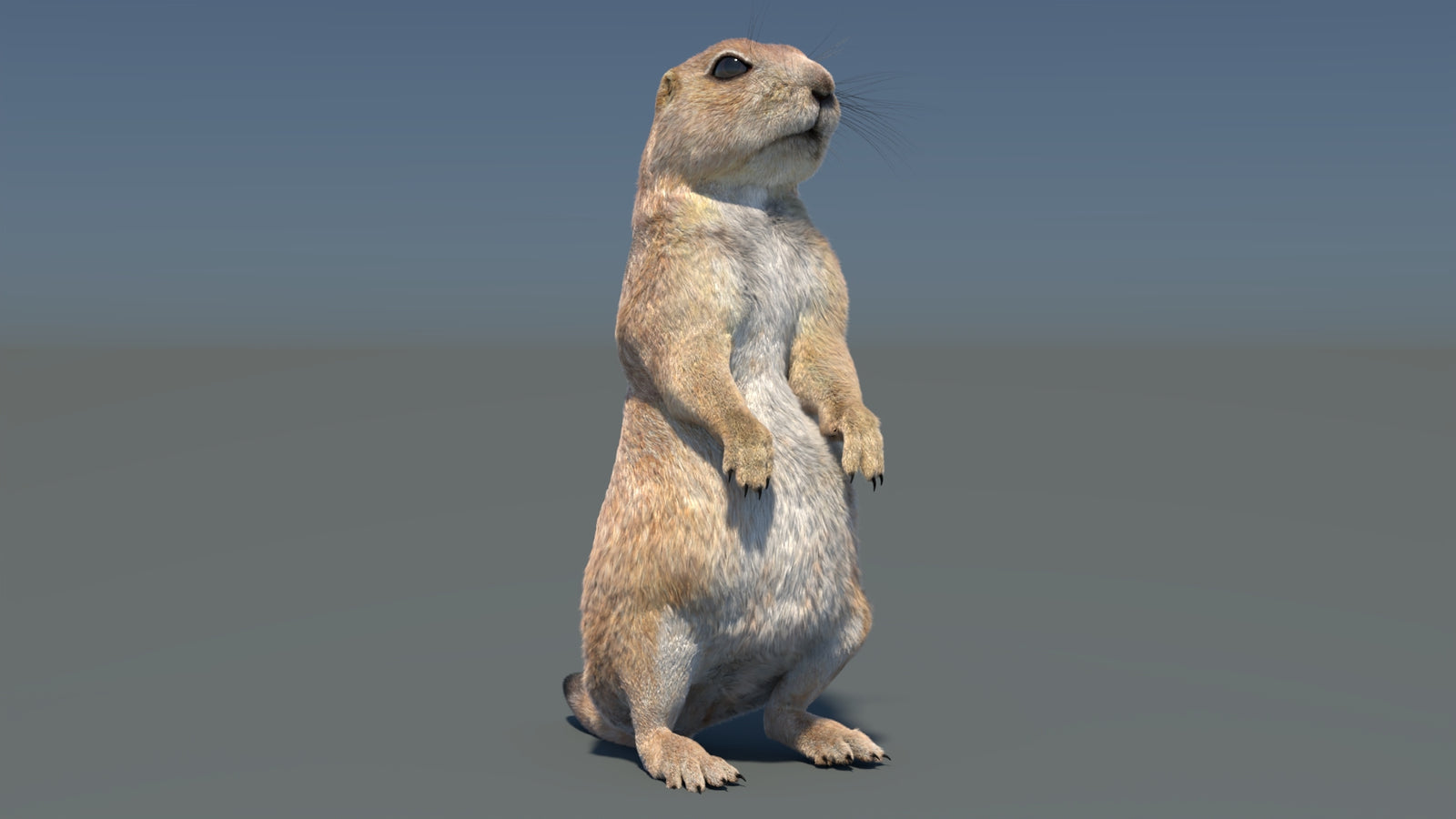 Rigged Prairie Dog 3D Model Fur 360° view 3 frame 18