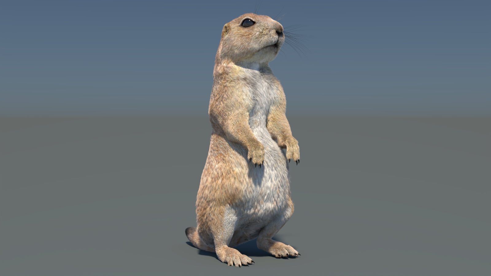 Rigged Prairie Dog 3D Model Fur 360° view 3 frame 19