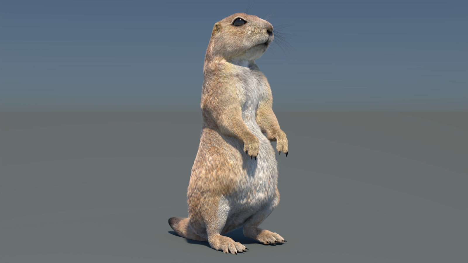 Rigged Prairie Dog 3D Model Fur 360° view 3 frame 21
