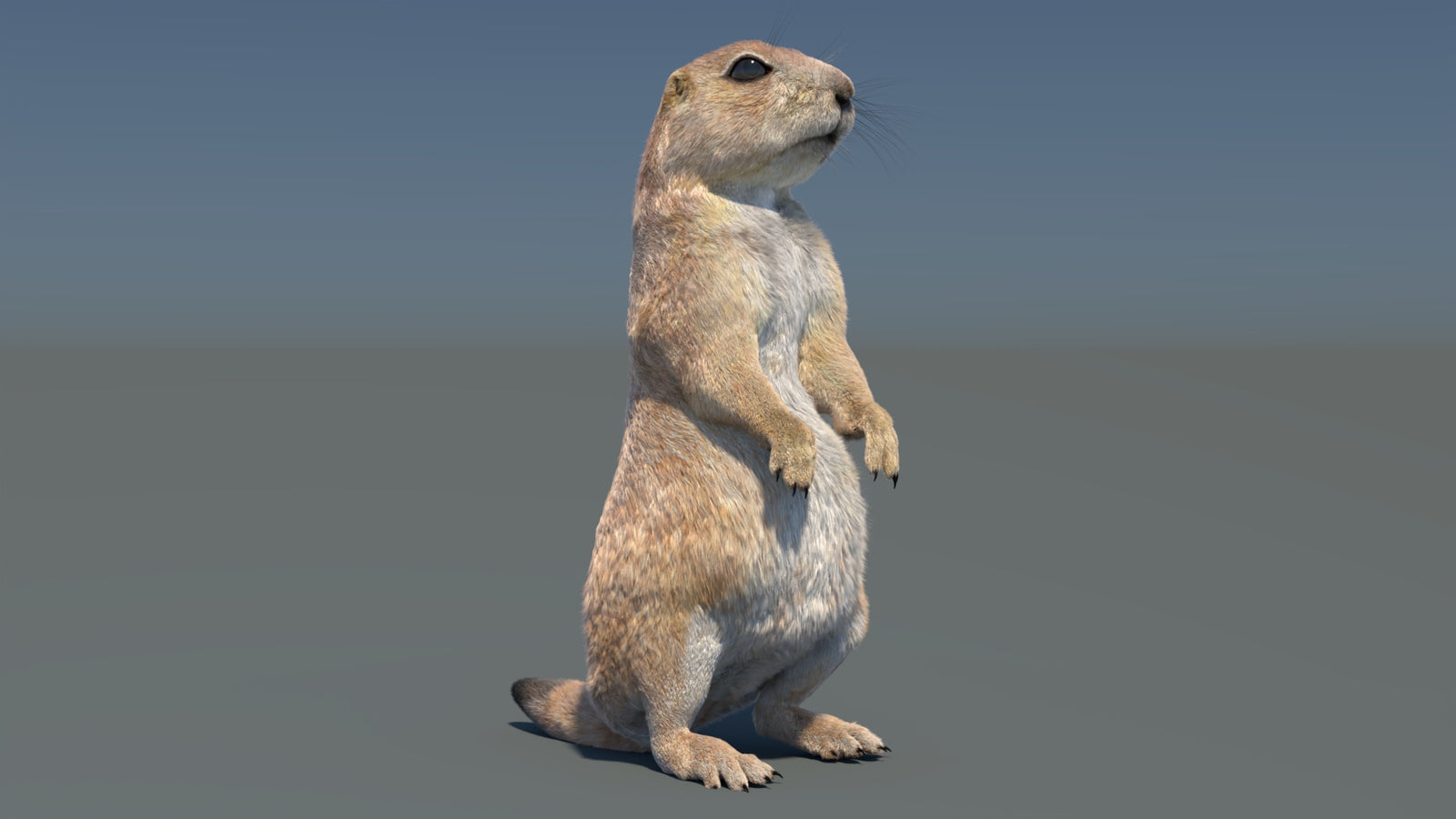 Rigged Prairie Dog 3D Model Fur 360° view 3 frame 22