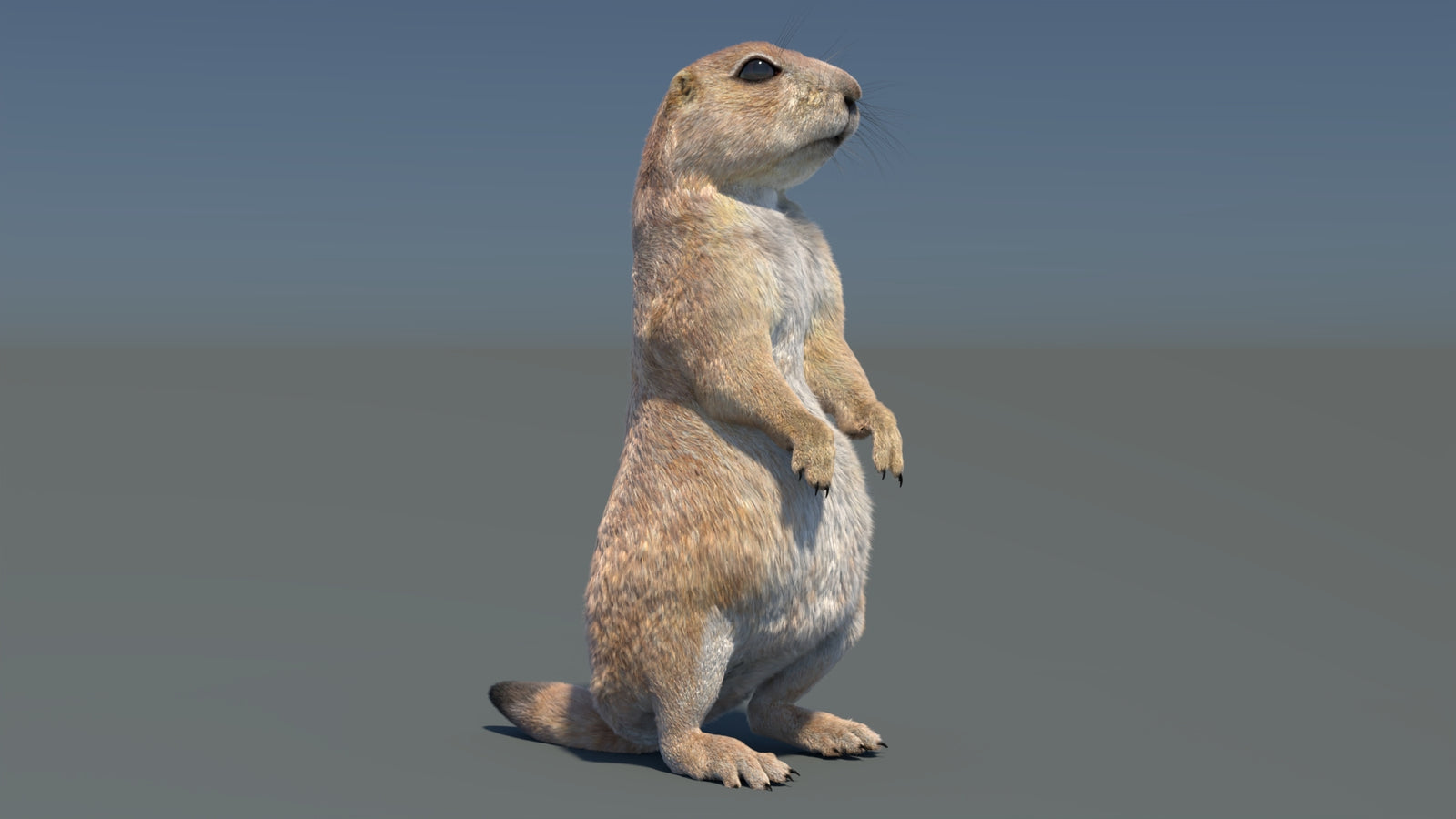 Rigged Prairie Dog 3D Model Fur 360° view 3 frame 24
