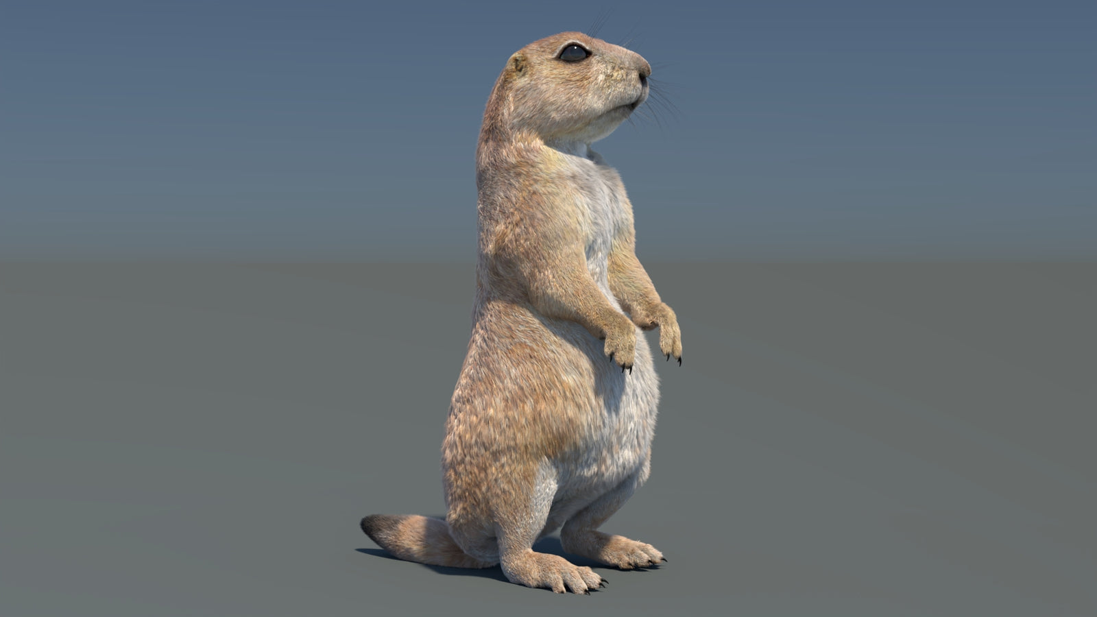 Rigged Prairie Dog 3D Model Fur 360° view 3 frame 25